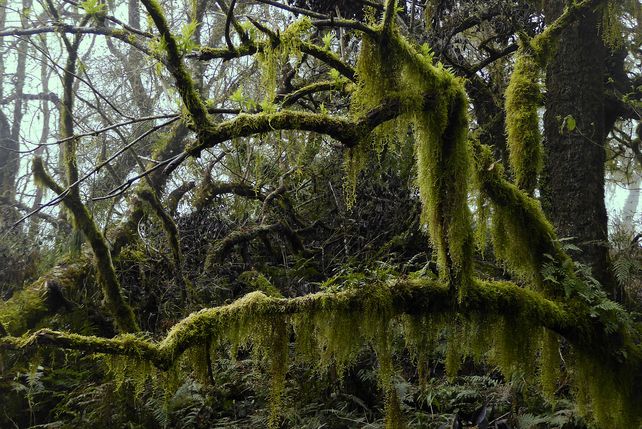 Selva, nube y montaña: de la yunga a la quebrada