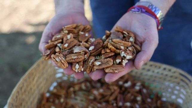 Entre Ríos exportó por primera vez 20 toneladas de nuez pecán a China.