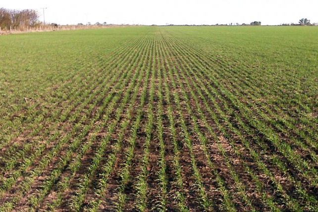 El clima y la escasa inversión condicionaron los rindes del trigo en Santa Fe