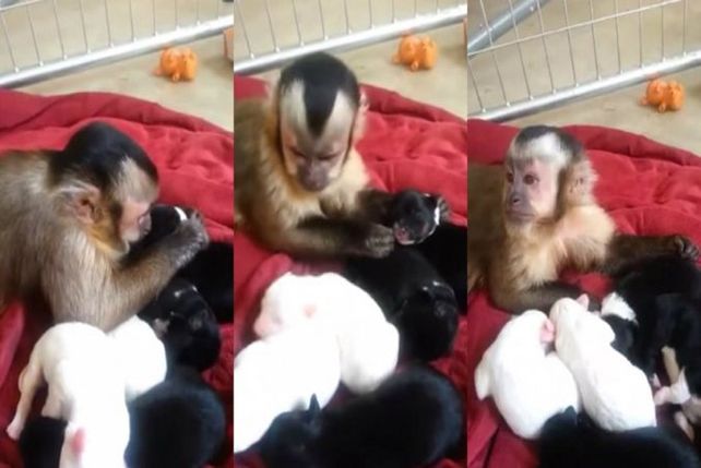 Un monito no puede creer que tiene tantos cachorros
