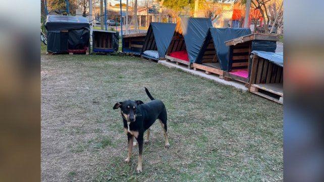 Más de 100 personas se sumaron para construir cuchas para perros callejeros