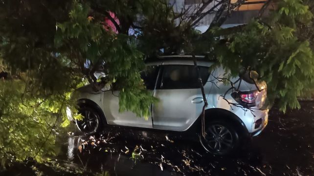 Un gran árbol cayó sobre dos vehículos en la zona sur en medio de la tormenta