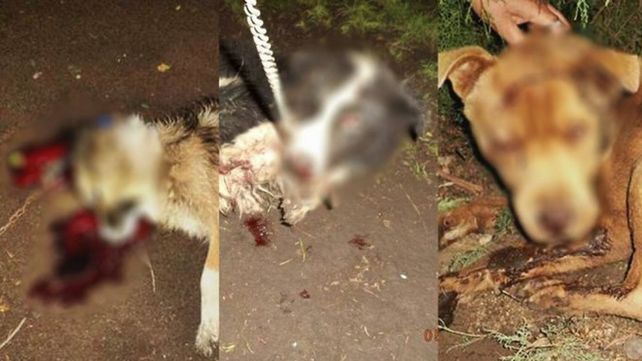 Bronca e indignación por el ataque a hachazos a tres perritos