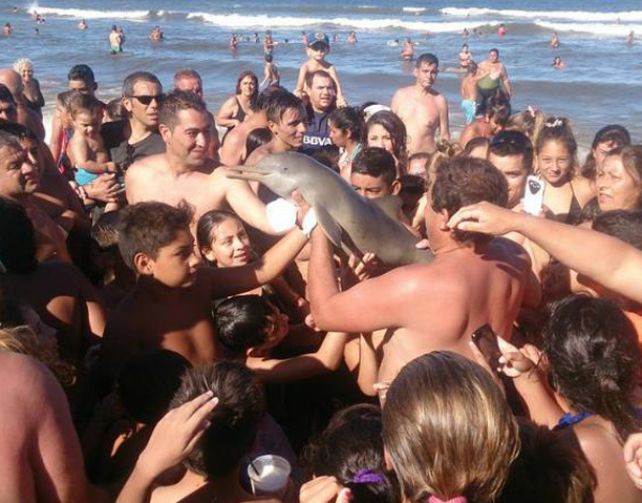 Los turistas se sacaron fotos con el pequeño delfín y el animal a los pocos minutos murió.