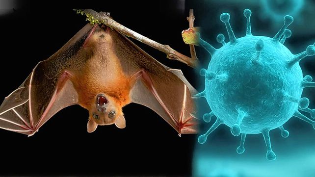 Nipah. Según la Organización Mundial de la Salud (OMS)