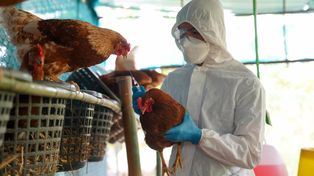 Un agente sanitario obtiene una muestra en un ave en el interior de un establecimiento de la cadena productiva.