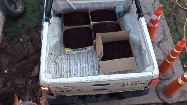 Los cascarudos invadieron la localidad de La Pampa porque se habían demorado las lluvias