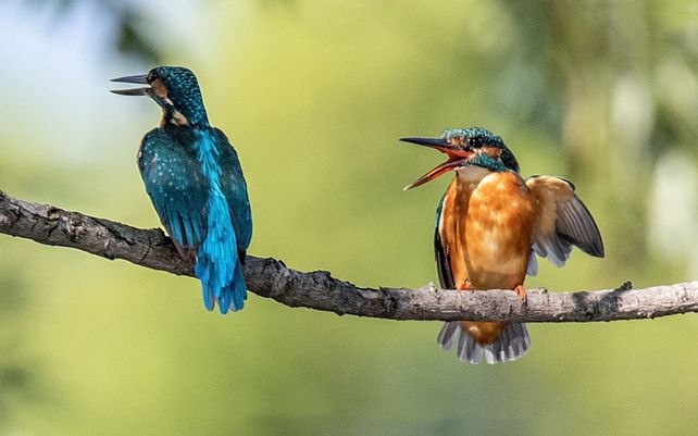 Las divertidas imágenes del concurso de vida silvestre