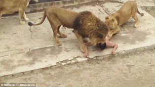 La carta mística que dejó el joven que se arrojó a la jaula de los leones: El diablo me teme