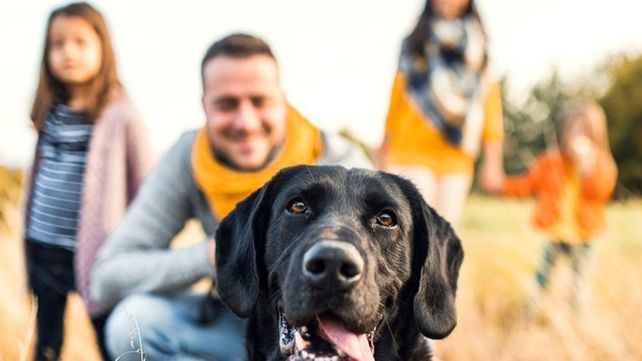 ONG de Concordia busca crear el primer hospital público para mascotas
