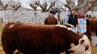 La escuela agrotécnica donde los alumnos crían toros campeones