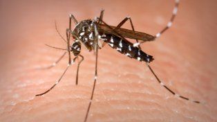 Esencia de vainilla como repelente: la fórmula casera y viral contra los mosquitos