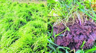 Crean suelos artificiales: beneficios para la industria, el ambiente y el agro