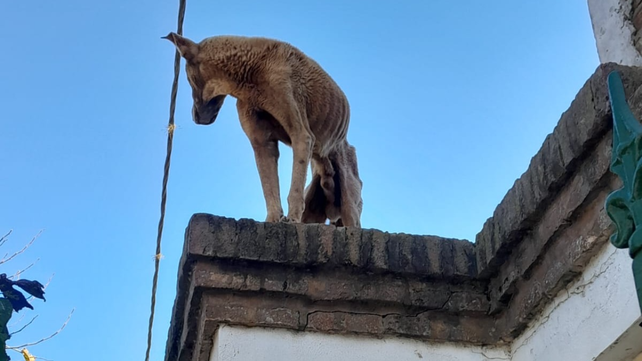Denuncian penalmente a una familia de zona norte por maltrato animal