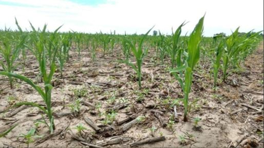 Una Niña más: estrategias en maíz y soja para dar batalla a una nueva campaña seca