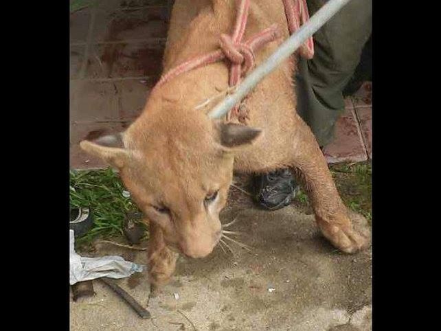 El Grupo Especial de Salvamento y efectivos de la Policía Ambiental pudieron capturar al puma.