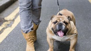 Tener un perro de mascota es bueno para el corazón