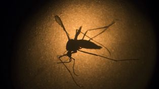 Dengue, una epidemia escondida