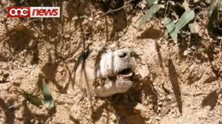 Una perra recibi&oacute; 40 balazos, la enterraron viva e igual sobrevivi&oacute; (video y fotos)