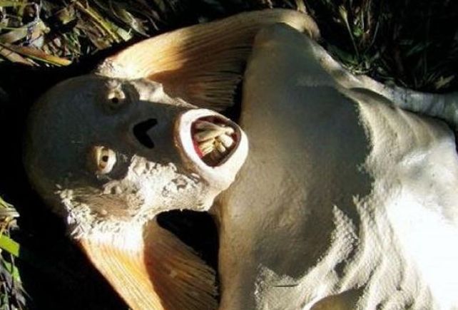 ¿Sirenas reales?