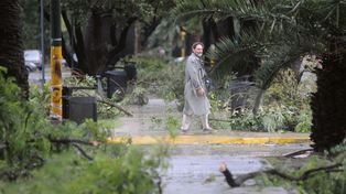 Se presenta el plan de forestación 2016