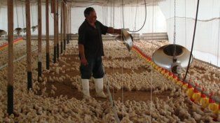 Valor agregado. La carne aviar gana terreno frente a la vacuna y la porcina, por el efecto precio.