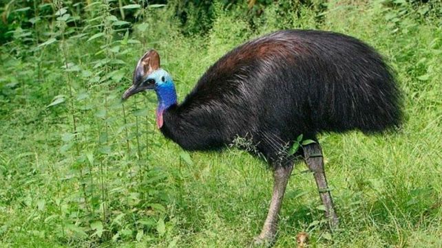 El pájaro que atacó a su dueño.&nbsp;
