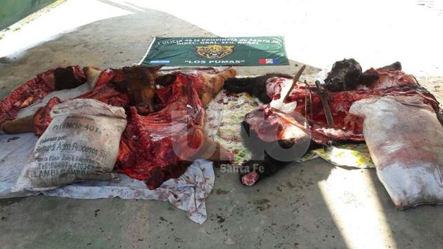 Secuestraron media tonelada de carne vacuna robada y faenada clandestinamente