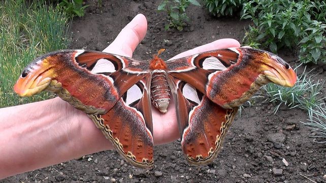 Nacen las mariposas más grandes del mundo