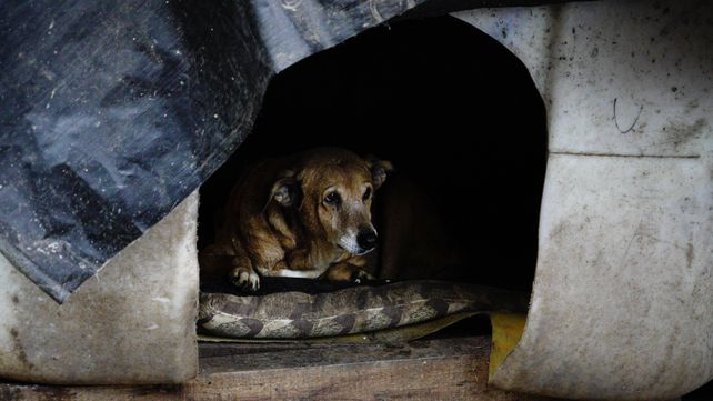 Los refugios son un lugar vital para ayudar los perros.
