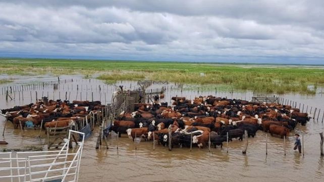 Se viene la crecida del Paraná: aceleran la evacuación de 600 mil cabezas de ganado de las islas