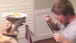 Un perro congelado es protagonista de un divertido mannequin challenge