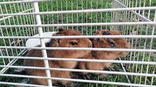 El tráfico ilegal de fauna es un negocio millonario que afecta a numerosas especies.