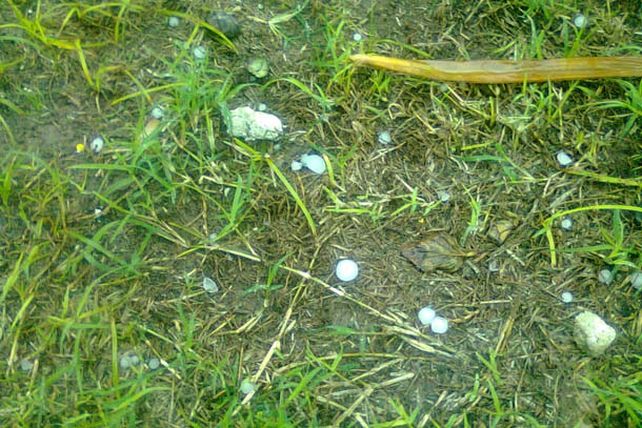 El granizo sorprendió a los vecinos de los barrios del norte de la ciudad