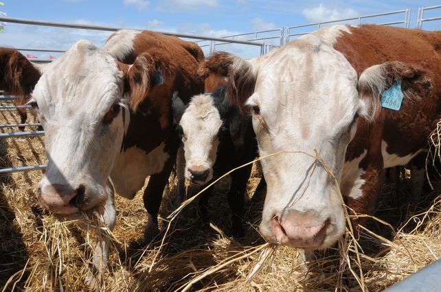 La mitad de la tierra habitable del mundo se utiliza para la agricultura y ganadería