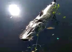 ¿Por qué se mueren los peces en los ríos de Santa Fe?