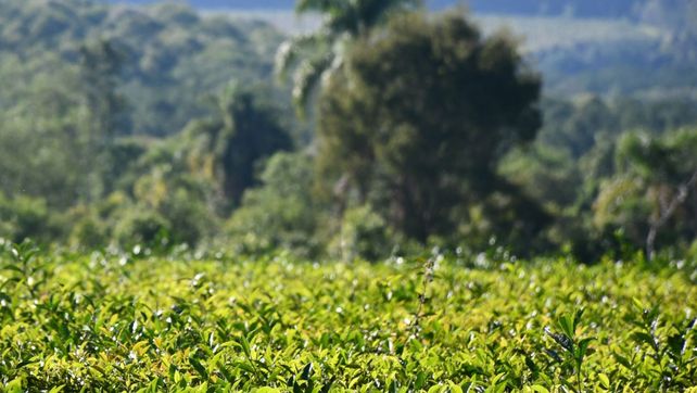 El té argentino se posiciona en el mercado mundial