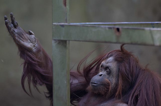 Símbolo. La orangutana está enferma de tuberculosis.