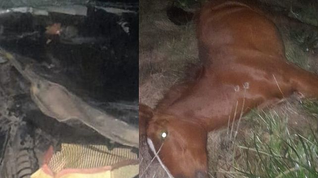 Una vez más un equino suelto por la irresponsabilidad de su propietario derivó en un accidente de transito y la muerte del animal. Ocurrió en San Salvador&nbsp;