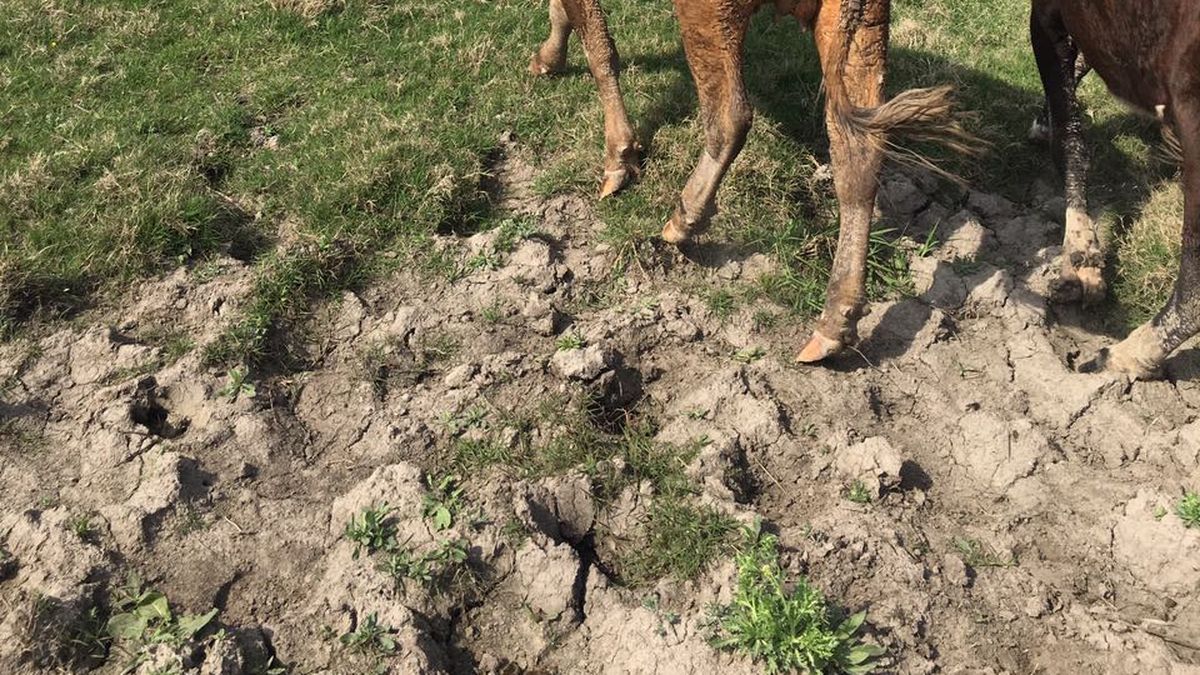 las vacas matan perros