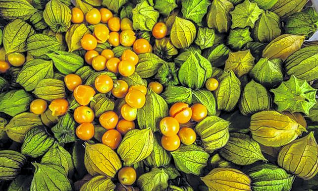 Opciones. La uchuva es un cultivo nativo de Am&eacute;rica del Sur que es cada vez m&aacute;s popular en la gastronom&iacute;a.