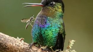 Concurso: Mejor fotógrafo de aves 2021
