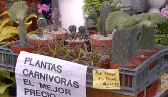 Gran revuelo por un puesto de flores en la peatonal que vende plantas carn&iacute;voras
