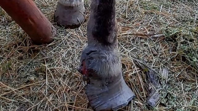Paraná: hallaron una yegua preñada que estaba herida, deshidratada y desnutrida
