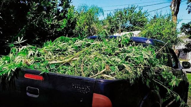 Tenía en su terreno 56 plantas de marihuana de tres metros de altura
