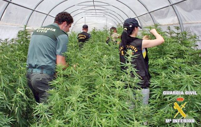 Golpe. La policía descubrió esta semana plantíos cultivados en Alicante