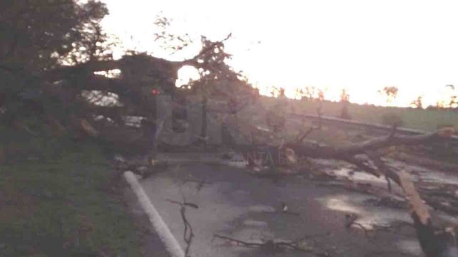 En Venado Tuerto el temporal dejó árboles caídos y cortes de ruta