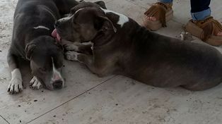 Dos organizaciones denuncian discriminación hacia dos pitbull en un country