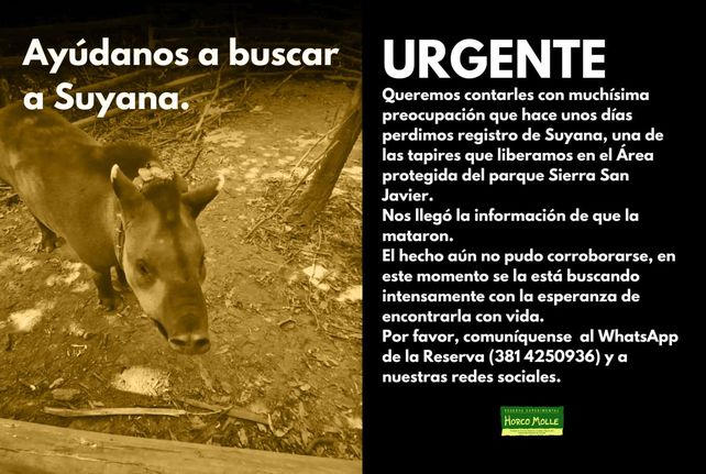 Afiche lanzado esta semana cuando el mamífero había dejado de ser visto.