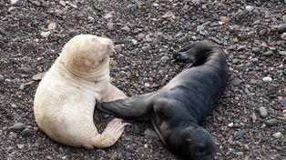 Nació un lobo marino albino en la reserva de Punta Bermeja